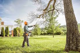 How Our Tree Care Process Works  in Foley, MN