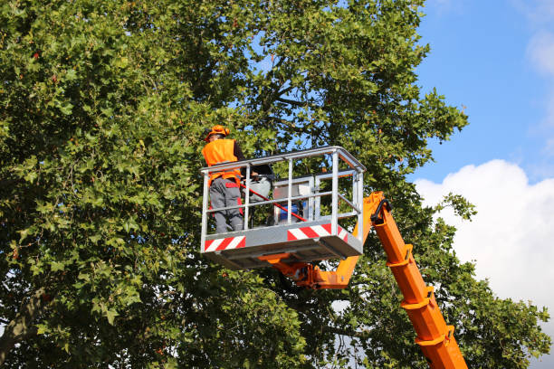 Best Tree Cabling and Bracing  in Foley, MN